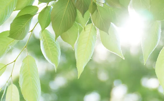 Plant-based starch Plant-based starch