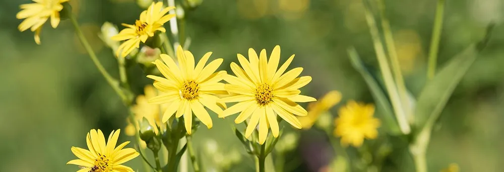 Silphie Pflanze aus welcher sich nachhaltiges Etikettenpapier herstellen lässt Silphie Pflanze aus welcher sich nachhaltiges Etikettenpapier herstellen lässt