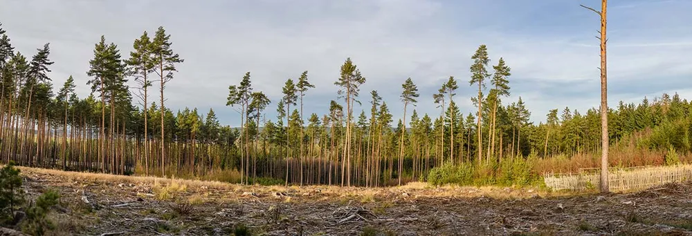 Teils abgeholzter Wald - Rohstoffknappheit Teils abgeholzter Wald - Rohstoffknappheit